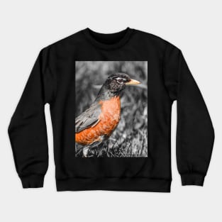 American Robin Isolated Color Photograph Crewneck Sweatshirt